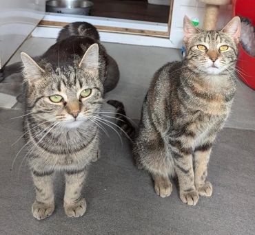 2 rescue tabbies