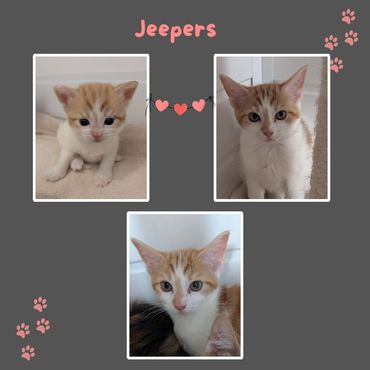 Jeepers a rescue kitten