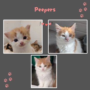Peepers a rescue ginger 