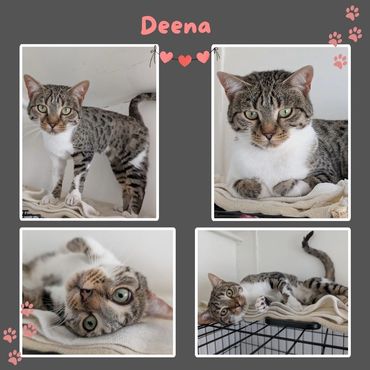 Deena a rescue cat