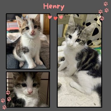 Henry a rescue kitten now looking for a home