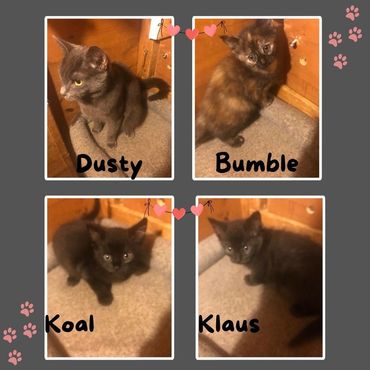 It's a family affair, rescue cats looking for a home