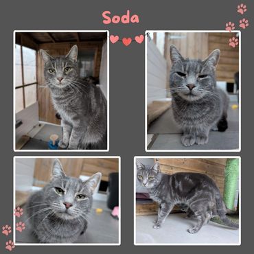 Soda rescue cat