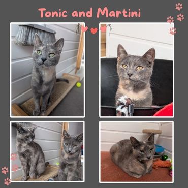 Tonic and Martini rescue cats