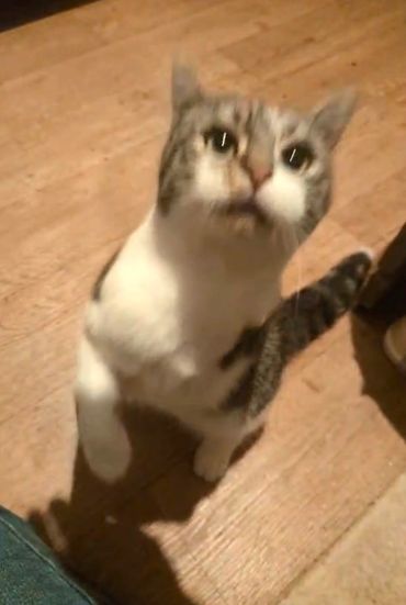 Peggy a 3 legged rescue tabby