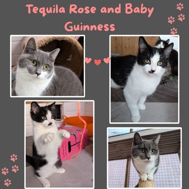 Tequila-Rose and Baby Guinness a rescue cat and her cute kitten