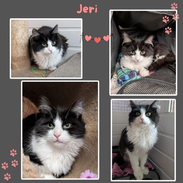 Jeri a black and white cat