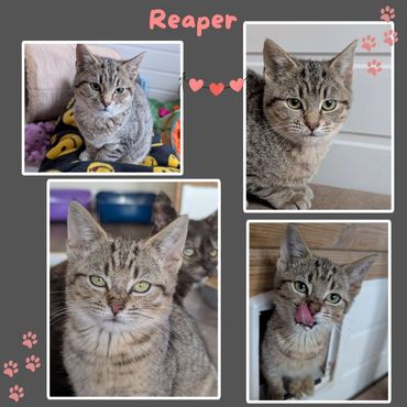 Reaper a tabby rescue kitten 