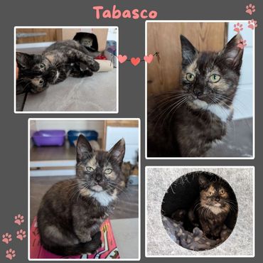 Tabasco a cute kitten with stunning colour