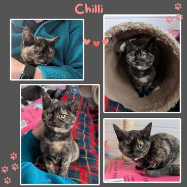 Chilli, amazing colours on this cat