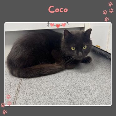 Coco a rescue male cat