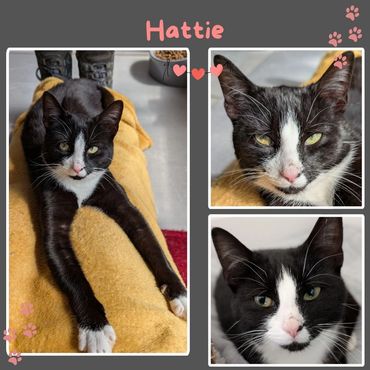 Hattie a stray cat