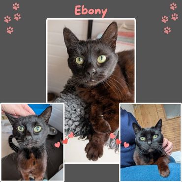 Ebony is a rescue cat that was left at one of our trustees houses, abandoned