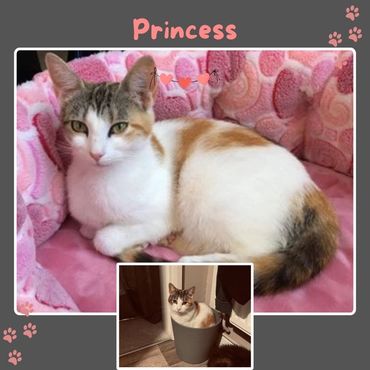 Princess a gorgeous 10yr old female needs a new forever home