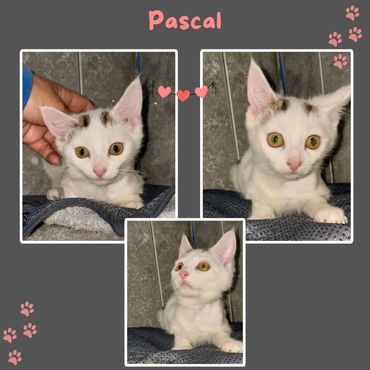 Pascal little rescue kitten