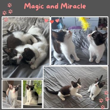 Magic and Miracle rescue kittens playing