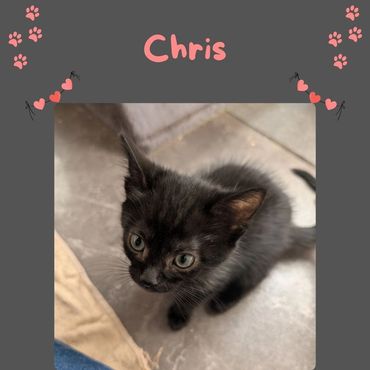 Black rescue kitten 