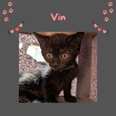 Black rescue kitten 