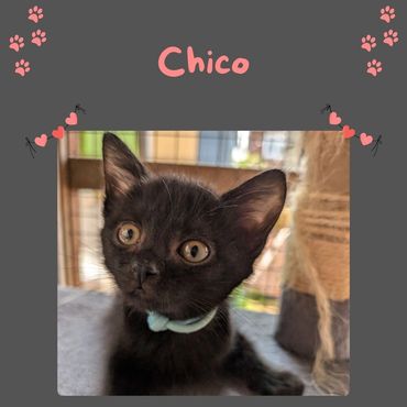 Black and white rescue kitten 