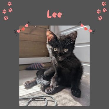 Black rescue kitten 