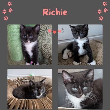 Ritchie a female tuxedo kitten