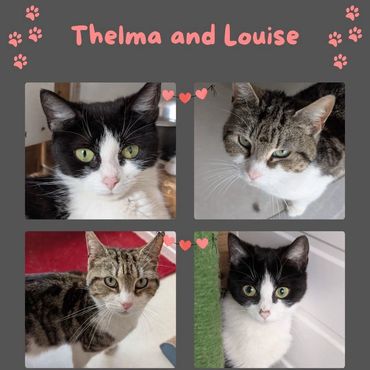 Pair of mum cats that have bonded and need homing