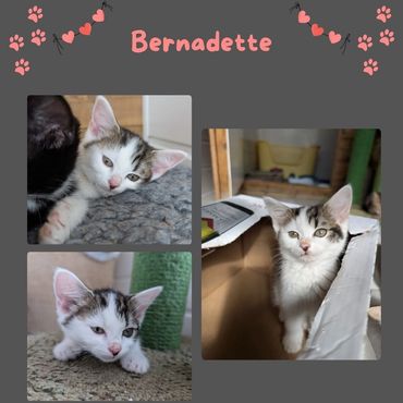 Cute kitten looking for a home