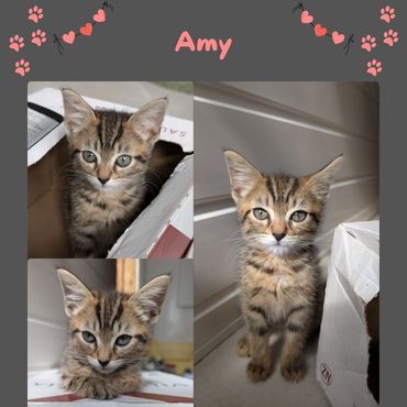 Amy a tabby kitten