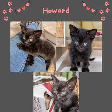 Howard a black kitten