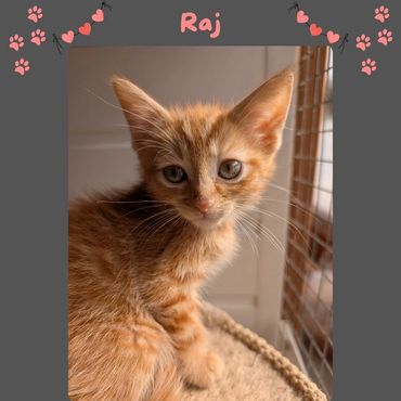 Raj a ginger kitten