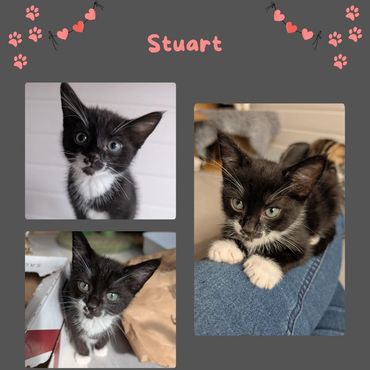 Black and White kitten 