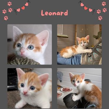 Leonard ginger and white kitten 