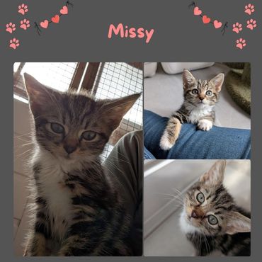 Tabby kitten