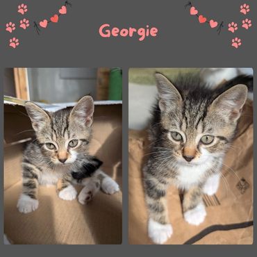 Georgie cute tabby