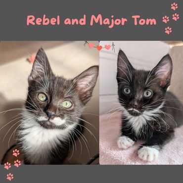 2 gorgeous kittens 