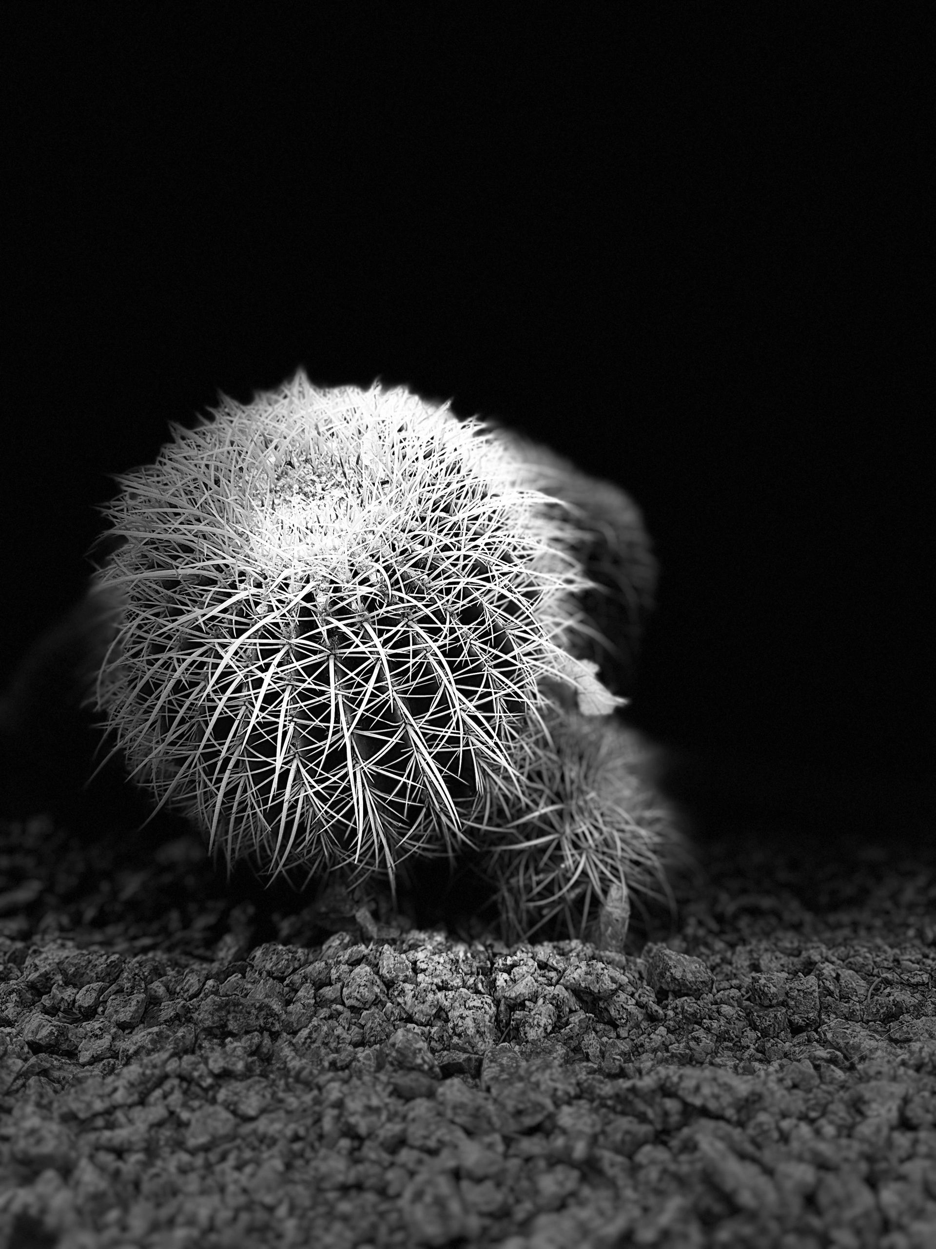 Black and white close-up of a spiky cactus.