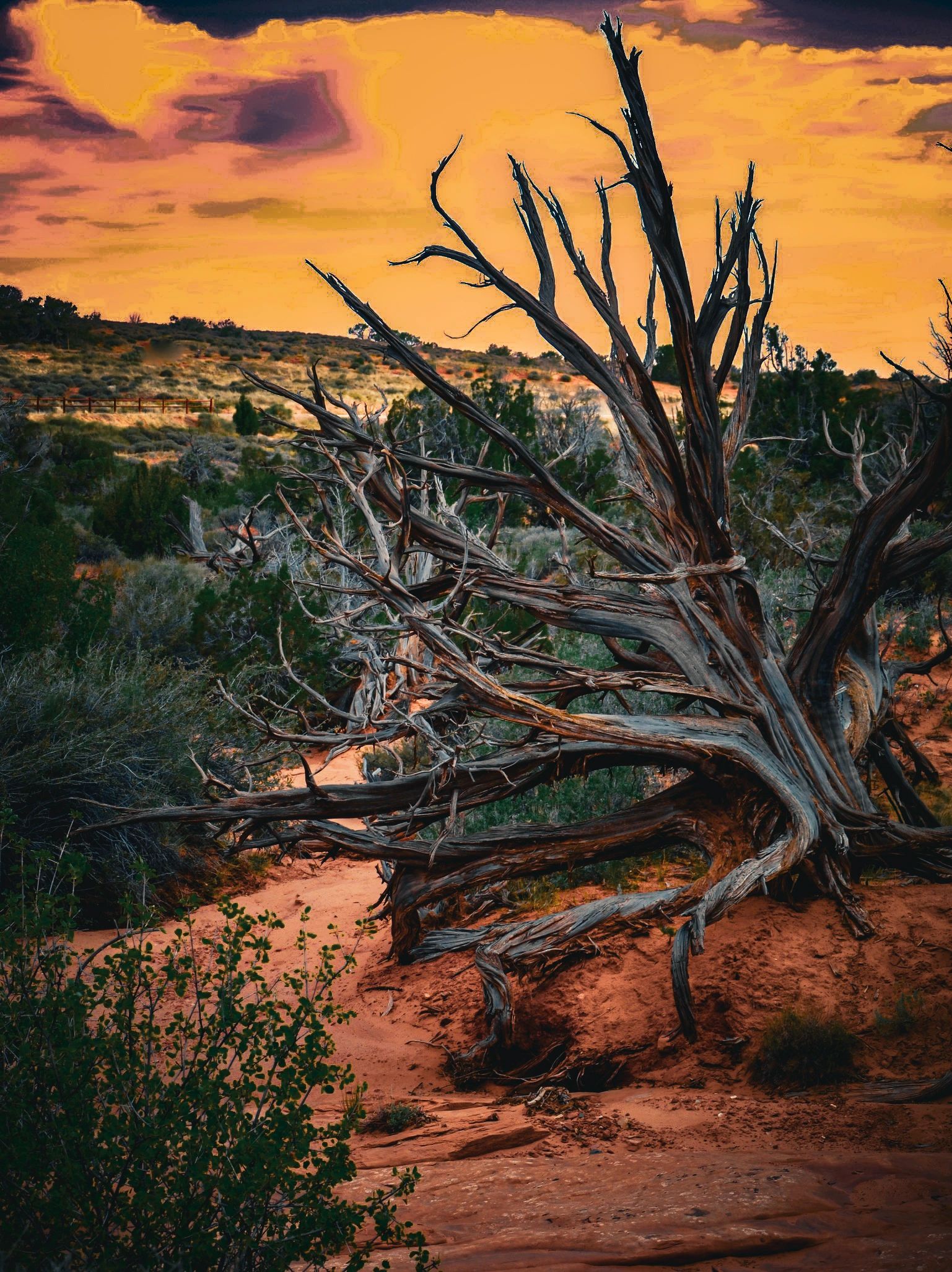 A dead tree in a desert landscape at sunset.