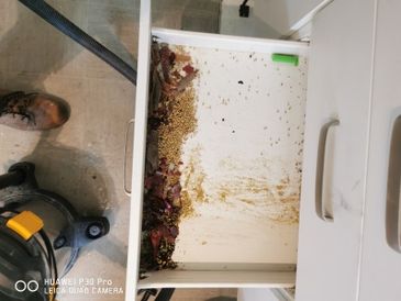Open drawer with scattered seeds and debris inside a kitchen cabinet.