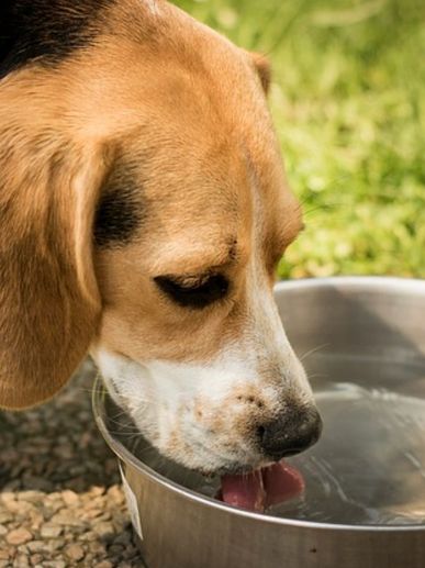 Water for pets