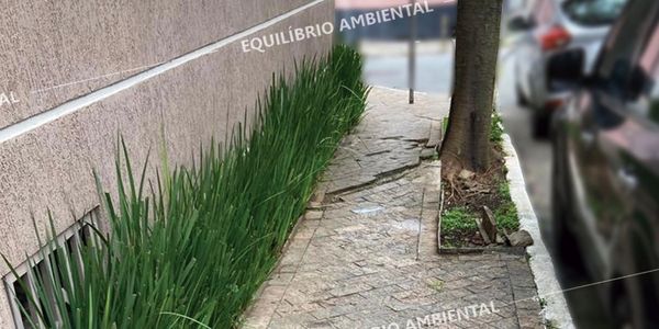 reformas de calçadas  com raizes de árvores em campinas -SP