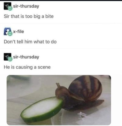 A snail trying to eat a large cucumber slice.