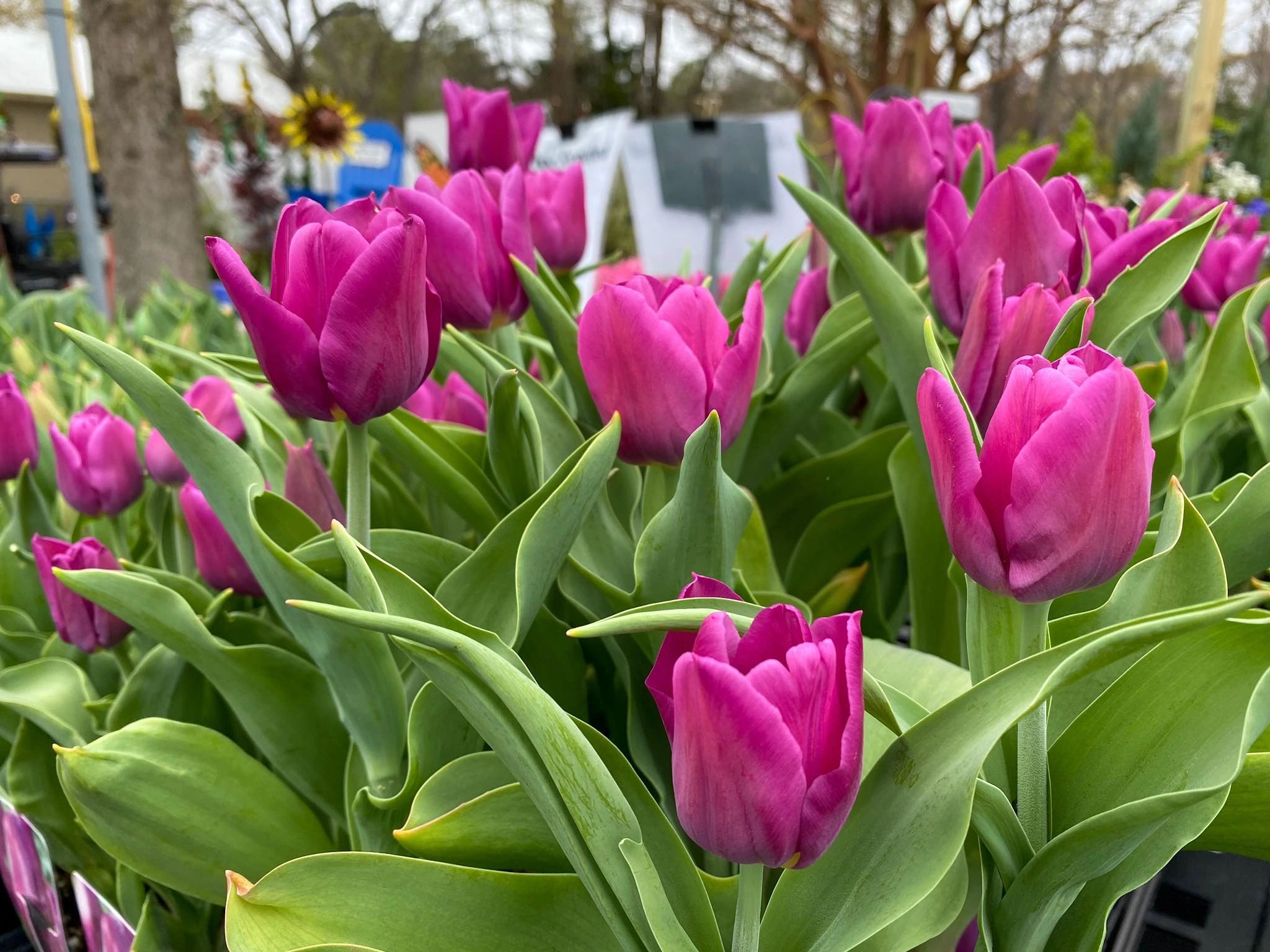 lord-s-landscaping-your-trusted-garden-center-in-delaware