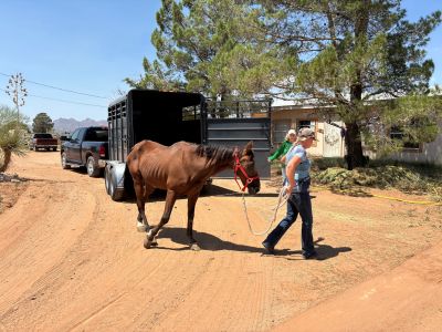 Person leading a brown horse away from a trailer in a dusty area.