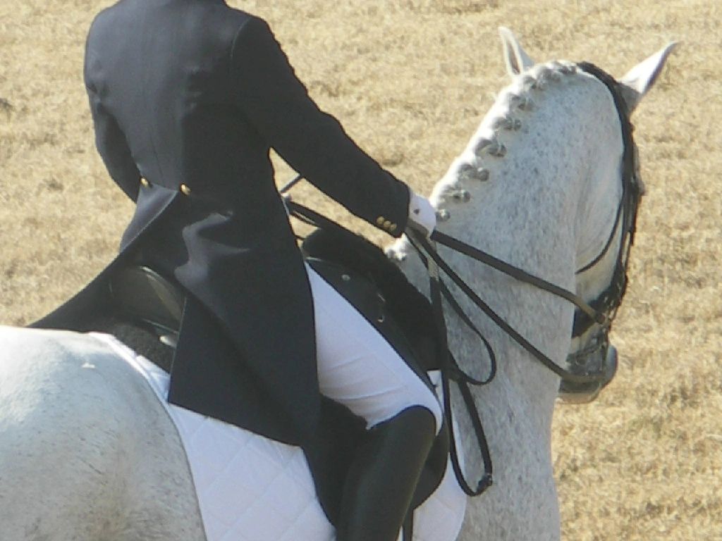 Horses for Sale Valley View Farm Dressage