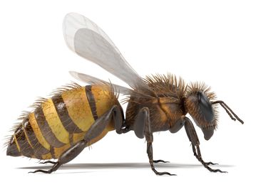 Close up shot of a honeybee with a white background