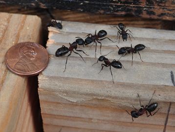 Close up image of so many black color ants