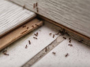 Close up image of so many red ants on the floor