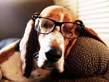 An older Bassett hound with its head leaning against the arm of a chair wearing glasses. 