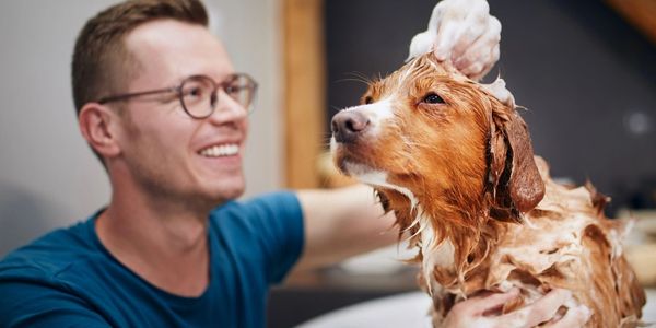 Man happily washing his dog covered in soap suds.