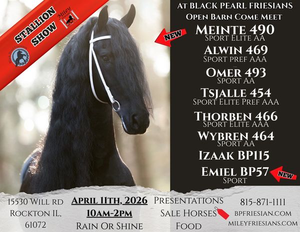 Friesian stallion show announcement with horse photo and event details.